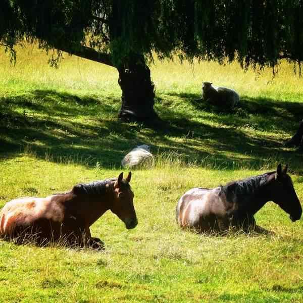 Solve Sanctuary Bed and Breakfast Milton Esterno foto